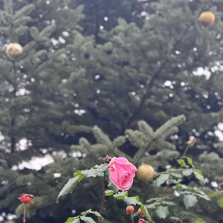 Traditional Stone House -