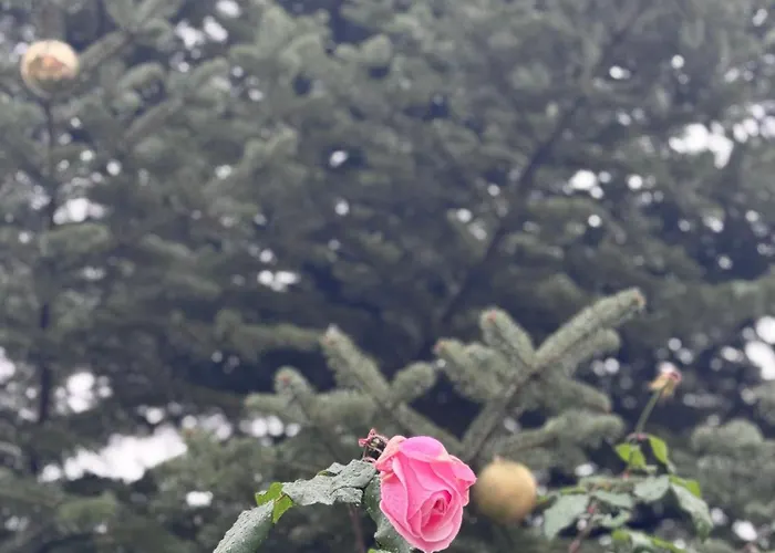 Traditional Stone House -